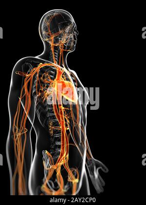 Rendu 3d illustration de l'homme système vasculaire Banque D'Images