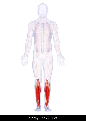 Rendu 3d illustration de la jambe les muscles Banque D'Images