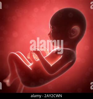 Rendu 3d illustration - foetus humain mois Banque D'Images