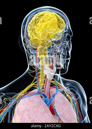 Rendu 3d illustration de la morphologie masculine Banque D'Images