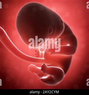 Rendu 3d illustration - foetus humain mois 2 Banque D'Images