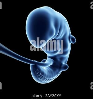 Rendu 3d illustration d'un foetus Banque D'Images