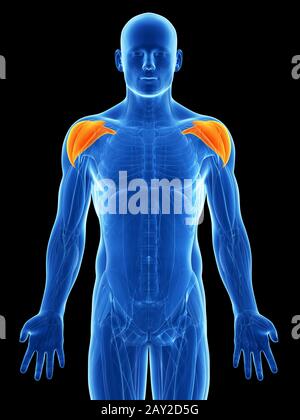Rendu 3d illustration - muscles de l'épaule Banque D'Images