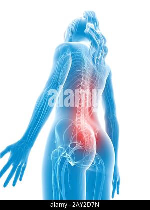 Rendu 3d - illustration médicale de dos Banque D'Images