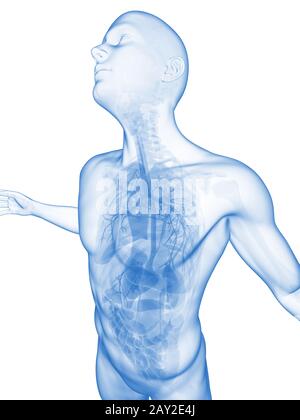 Homme posing - anatomie visible Banque D'Images
