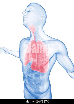 Homme posing - souligné lung Banque D'Images