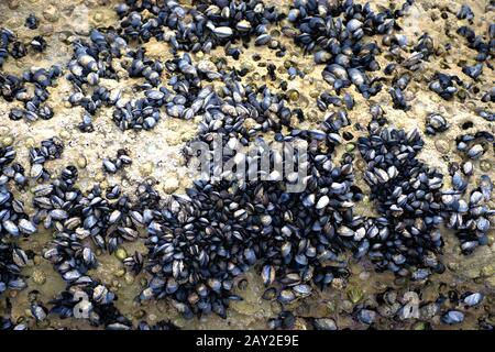 Moules et limettes sur une roche humide Banque D'Images