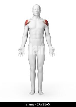 Rendu 3d illustration - muscles schoulder Banque D'Images