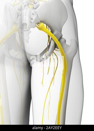 Rendu 3d illustration - nerf sciatique Banque D'Images