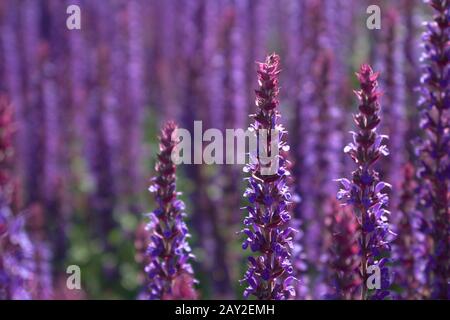 Vue rapprochée de la fleur caradonna salvia en fleur Banque D'Images