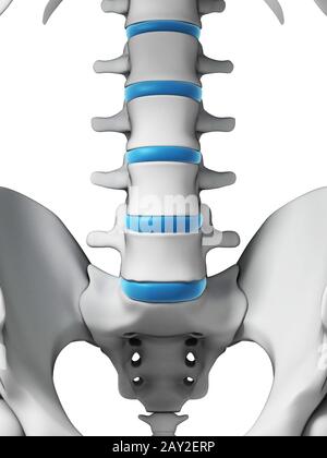 Illustration en rendu 3D - colonne vertébrale humaine Banque D'Images