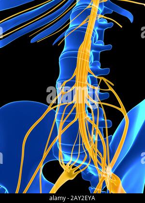 Illustration en rendu 3d - moelle épinière Banque D'Images