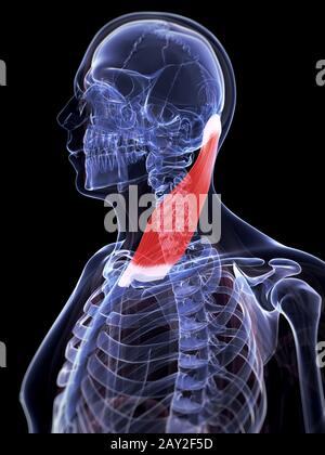 Rendu 3d illustration du muscle sterno-cléido-mastoïdien Banque D'Images