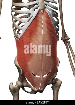 Rendu 3d illustration du muscle transverse de l' Banque D'Images