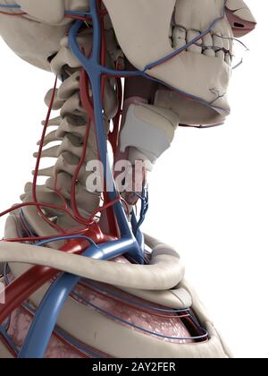 Rendu 3d illustration de l'anatomie du cou Banque D'Images