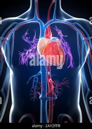 Illustration en rendu 3d du cœur humain Banque D'Images