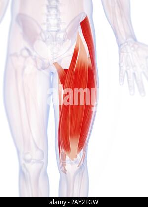 Rendu 3d illustration de la musculature de jambe supérieure Banque D'Images