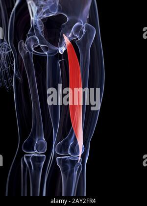 Rendu 3d illustration du biceps femoris longue tête Banque D'Images