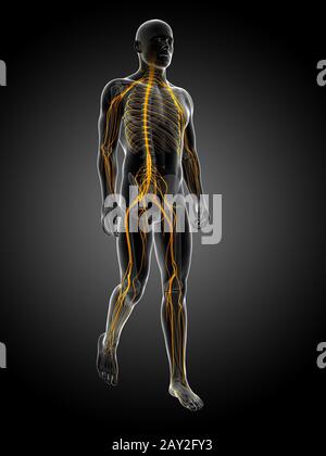 Rendu 3d illustration médicale - système nerveux Banque D'Images