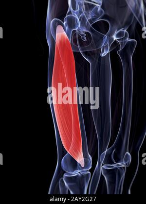 Rendu 3d illustration du muscle vastus lateralis Banque D'Images