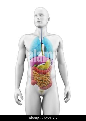 Illustration médicale des organes humains Banque D'Images