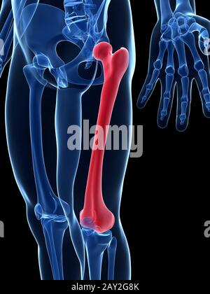 Rendu 3d illustration - le fémur Banque D'Images