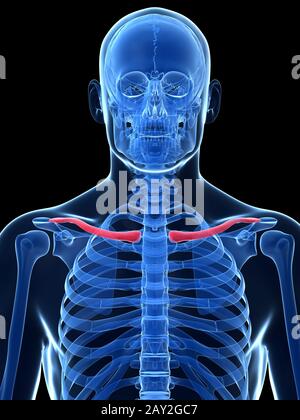 Rendu 3d illustration - la clavicule Banque D'Images