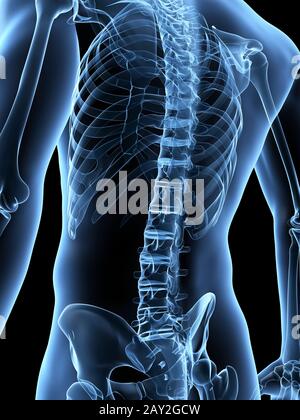 Illustration médicale de l'arrière du squelette Banque D'Images