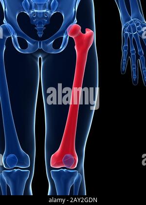 Rendu 3d illustration - le fémur Banque D'Images