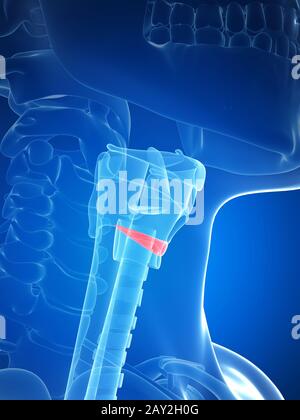 Rendu 3d illustration de l'anatomie de la thyroïde - Banque D'Images