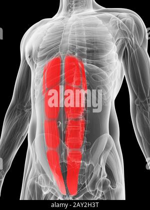 Illustration en rendu 3d des muscles abdominaux Banque D'Images