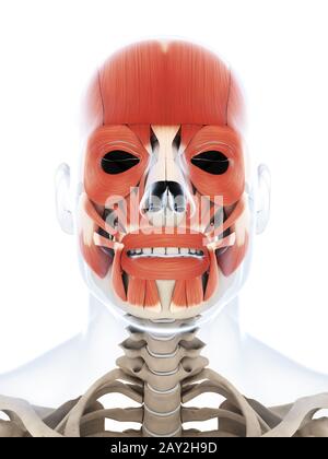 Rendu 3d illustration de la musculature faciale humaine Banque D'Images