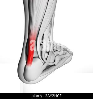 Rendu 3d illustration du tendon d'achille Banque D'Images