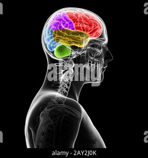 illustration de rendu tridimensionnel - sections du cerveau humain Banque D'Images