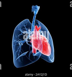 illustration médicale du cœur et du poumon Banque D'Images