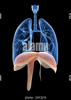 illustration médicale du poumon et du diaphragme Banque D'Images