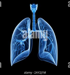 illustration médicale montrant les bronches à l'intérieur du poumon Banque D'Images