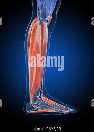 illustration médicale des muscles de la jambe inférieure Banque D'Images