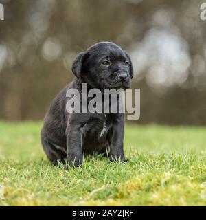 Staffordshire Bull Terrier puppy Banque D'Images