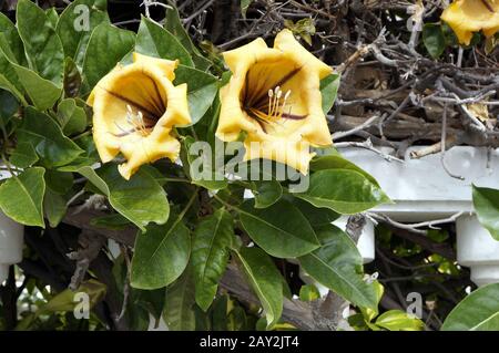 Golden Goblet Pig - Solandra maxima Banque D'Images