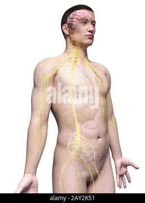 anatomie asiatique Banque D'Images