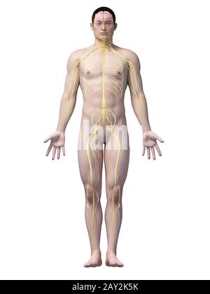 anatomie asiatique Banque D'Images
