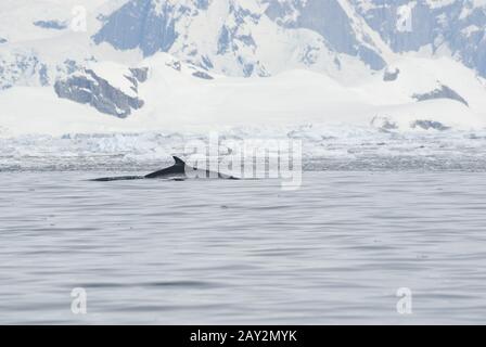 Rorqual de merlu dans les eaux de l'Antarctique. Banque D'Images