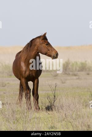 Le cheval au printemps de la steppe. Banque D'Images