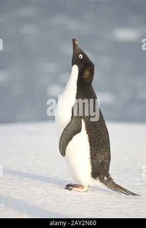 Adelie Penguin criant sur la plage. Banque D'Images