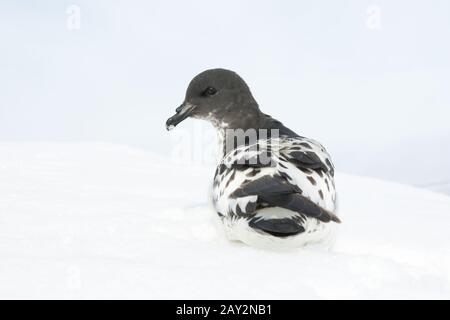 Le Cap pigeon assis sur une pente dans l'Antarctique. Banque D'Images