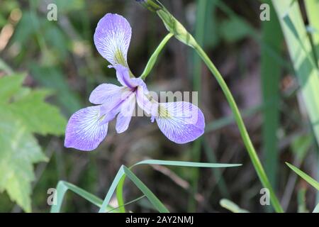 Violet Iris Bleu Nord Drapeau Bleu Iris Versicolor Banque D'Images