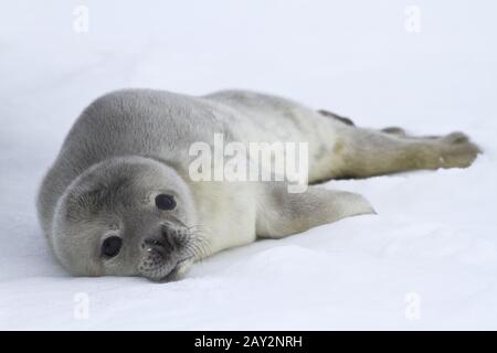 Les chiots de Weddell qui se trouvent sur la glace de l'Antarctique Banque D'Images