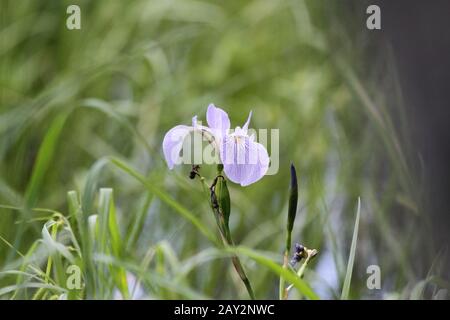 Violet Iris Bleu Nord Drapeau Bleu Iris Versicolor Banque D'Images