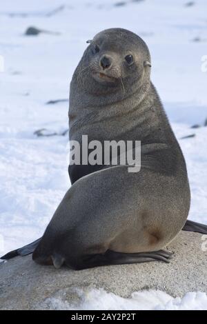 Le phoque à fourrure, assis sur un rocher sur la plage des îles de l'Antarctique Banque D'Images